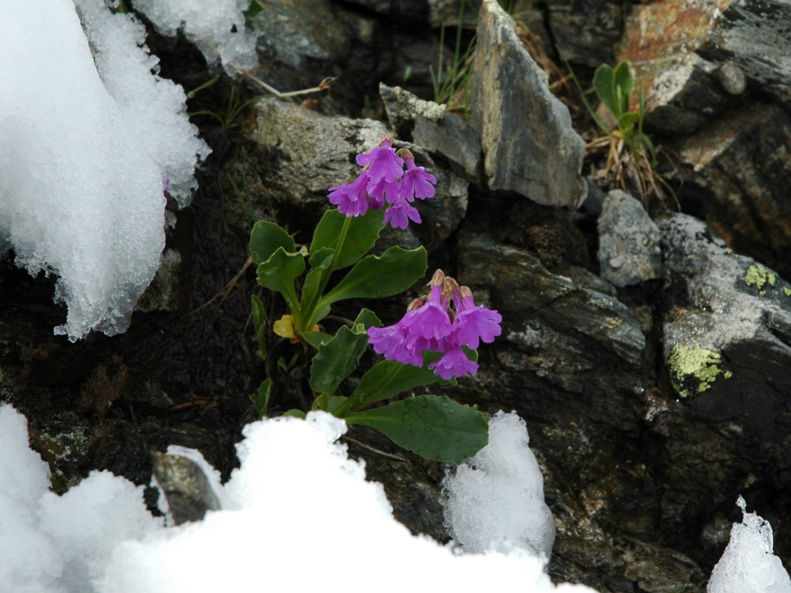 La dura vita dei fiori di montagna